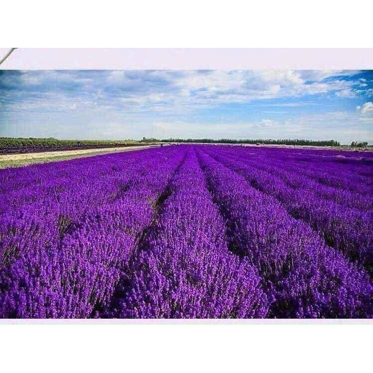 TÚI THƠM QUẦN ÁO, THƠM PHÒNG HƯƠNG HOA OẢI HƯƠNG LAVENDER