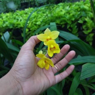 Địa lan vàng