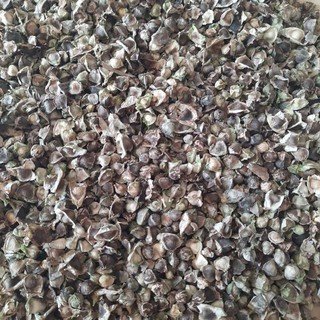 Hạt chùm ngây khô 500g