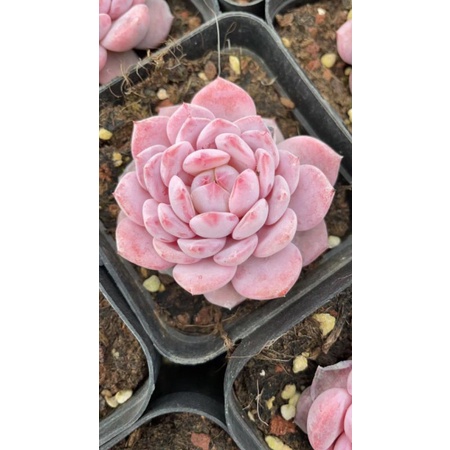 Sale 50%  Phân bón sen đá ,xương rồng cây mọng nước ú mập.