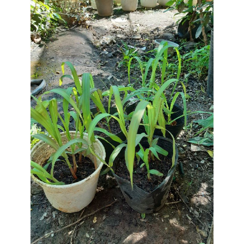 Combo 2 bụi mía lau 3-4 cây/bụi