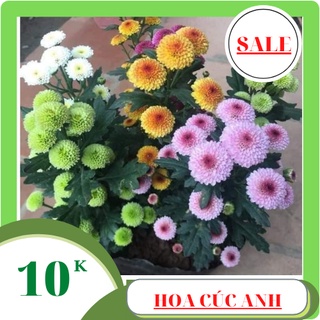 Hạt giống hoa cúc anh mix màu dễ trồng 100 hạt