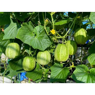 Hạt giống dưa Miêu Chiêng Mai