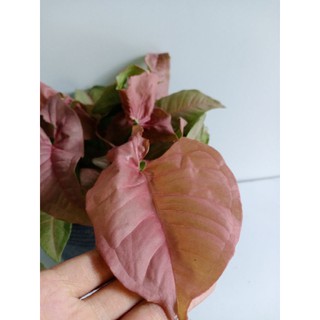 Cây Trầu Bà hồng, Pink Syngonium