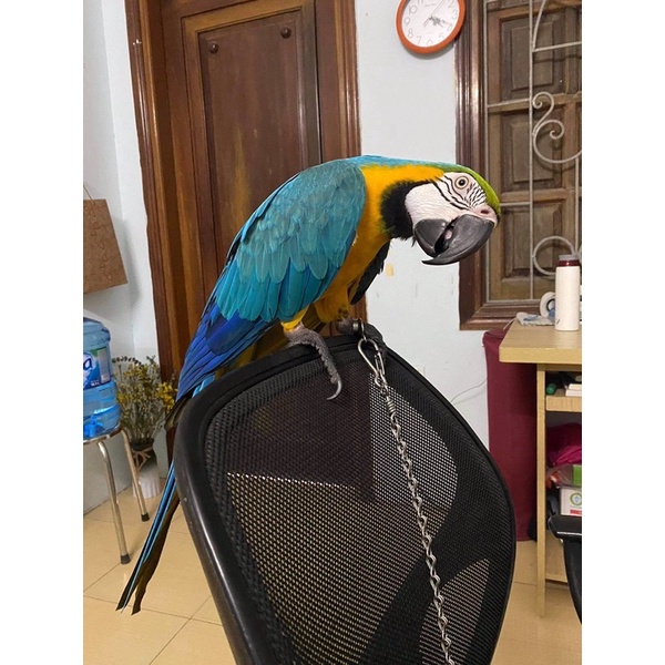 1kg - Hạt mix cho vẹt Macaw, Vẹt mào Cockatoo, Moluccan Cockatoo, Cacatua galerita, Xám, Sun, Ngực hồng...gói 1kg