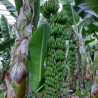 5 cây chuối già nam mỹ cấy mô