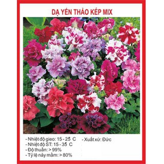 100 hạt- Hạt giống hoa dạ yến thảo kép nhiều màu