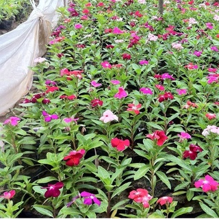 20 HẠT GIỐNG HOA DỪA CẠN