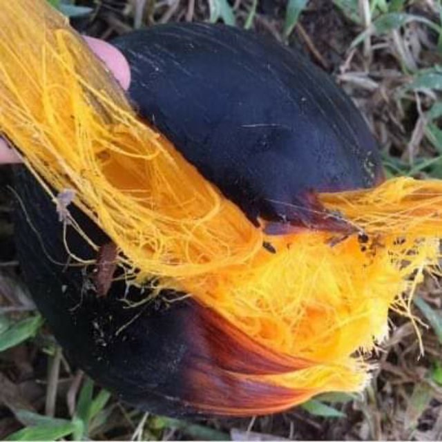 Đường Thốt nốt