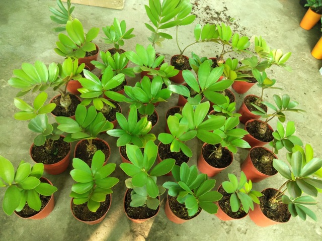 THIÊN TUẾ MÊXICO