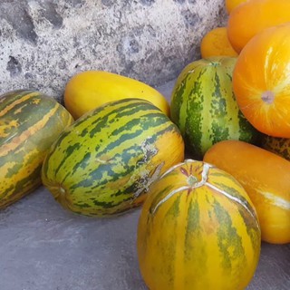 Hạt giống Dưa bở siêu quả