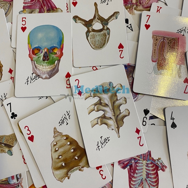 Bộ bài Giải Phẫu Netter-Netter Anatomy Card  Hottrend 2023
