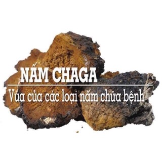 Nấm chaga nga