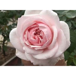 HỒNG CỔ CHẬU LỚN