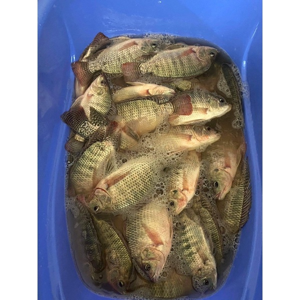 Mồi Câu cá Rô phi diêu hồng -trê