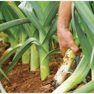 1gr-300h Hạt Giống Tỏi Tây Hành Baro Boaro - USA Siêu Ngon (Allium porrum)