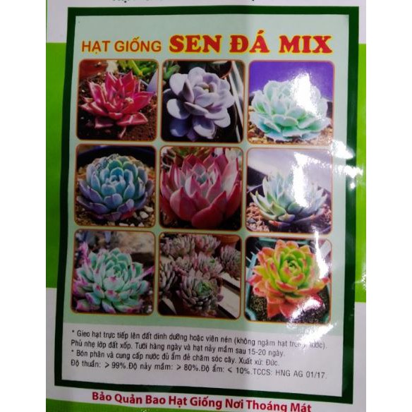 HẠT GIỐNG SEN ĐÁ NHIỀU MÀU - GÓI 10 HẠT