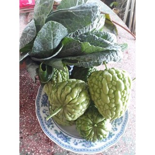 [F1] Hạt giống mướp đắng trái tim