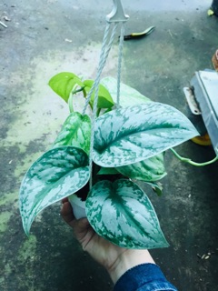 TRẦU BÀ PHÁP CHẬU TREO MINI