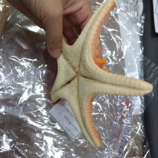 1 CON SAO BIỂN ĐỎ