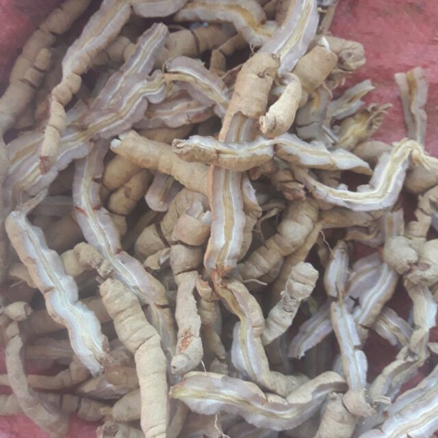 BA KÍCH TÍM QUẢNG NINH LOẠI 1