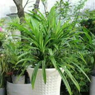 Dứa thơm (như hình 2)