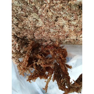 Dớn con sâu Chi lê gói 100gr