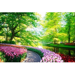 Tranh dán tường Tranh con đường mòn hoa tulip, tranh dán tường 3d hiện đại (tích hợp sẵn keo)