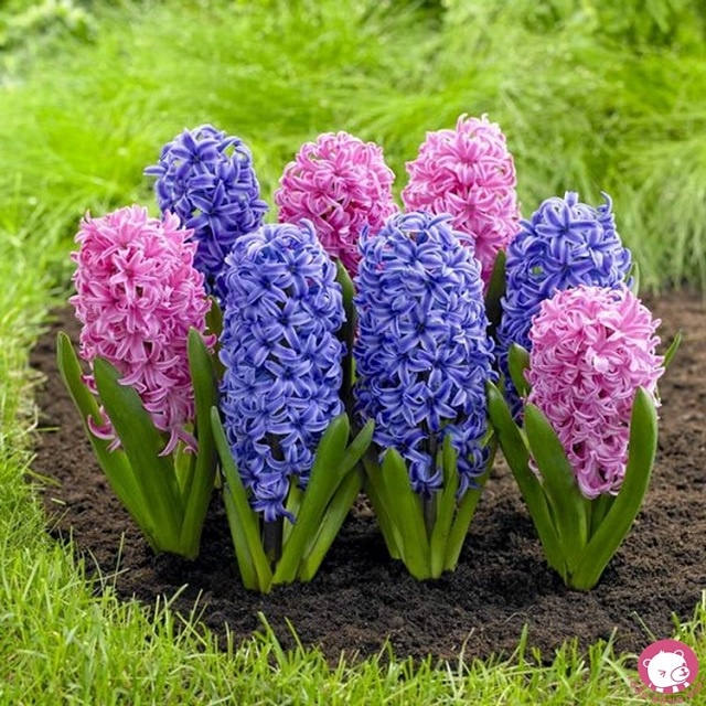 HẠT GIỐNG Hoa Dạ lan hương và những ý nghĩa thú vị có thể bạn chưa biết