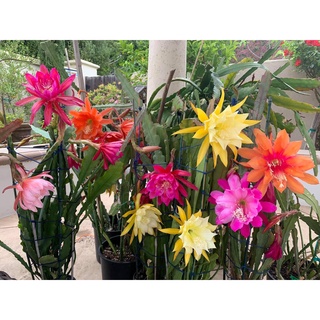Hoa Đại Nhật Quỳnh- Màu Đẹp- Độc- Lạ