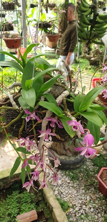 Phong lan Trầm tím Lào