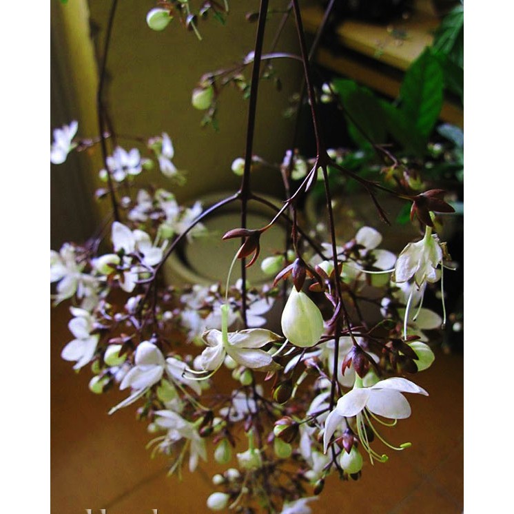 Bầu cây Hoa dạ ngọc minh châu lớn – hoa chơi tết mang lại tài lộc