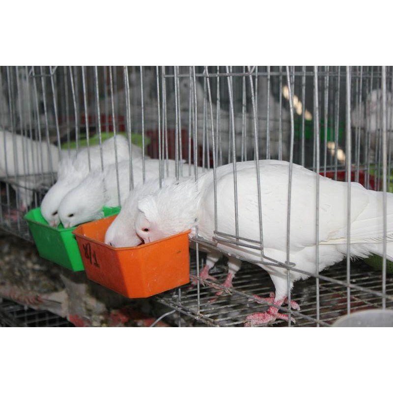 Lồng chim, chuồng nuôi chim, lồng 2 ngăn thép mạ kẽm 4.2 kg, 3.2KG