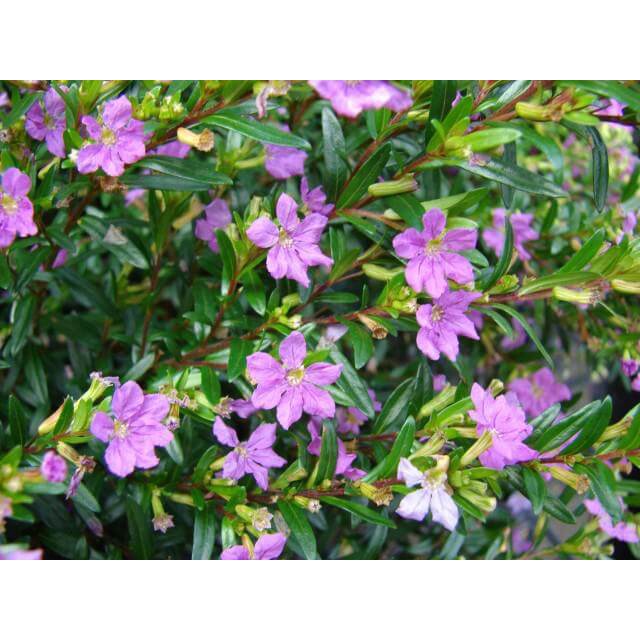 Cây Cuphea hyssopifolia Hawaiian Heather (Thạch Nam Hawaii) chậu nhựa 8cm