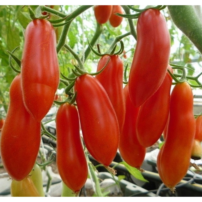 Hạt giống cà chua chuối tặng kích mầm