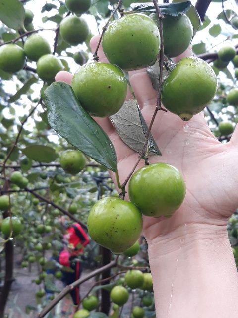 Cây giống táo Thái Lan