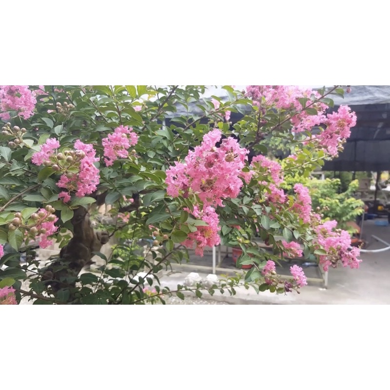 Giống tường vy Hồng