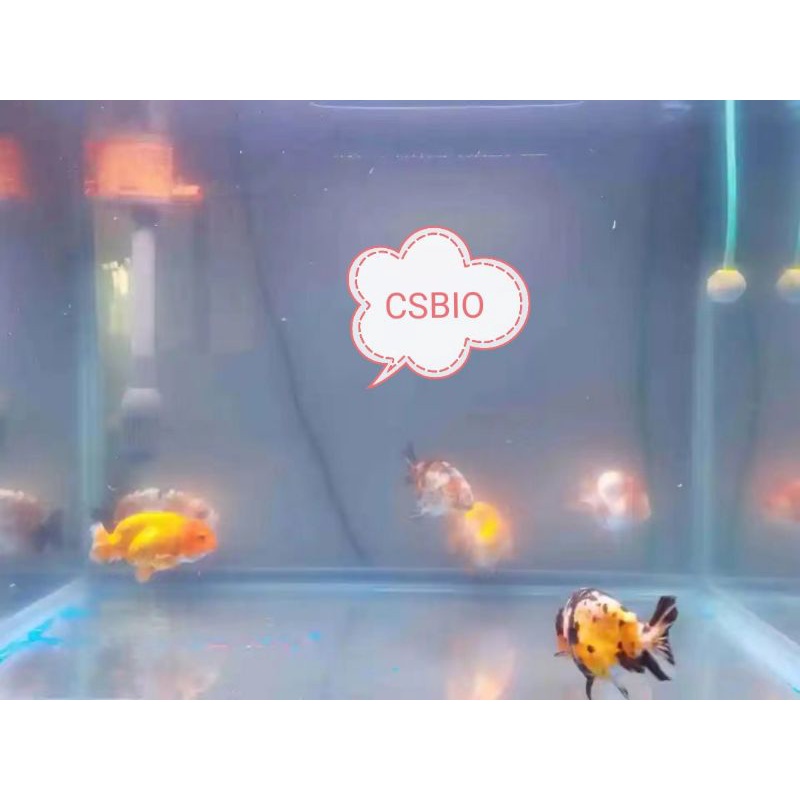 Vi sinh cao cấp cá cảnh CSBIO hạn sử dụng 500ml  14/2/2025