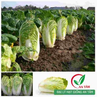 Hạt giống rau cải thảo