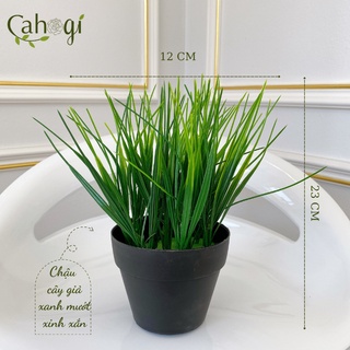 Cây Giả - Chậu Cây Lúa Non Để Bàn