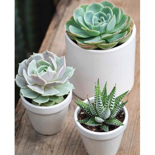 Combo SEN ĐÁ để bàn kèm chậu đất nung miệng loe (TẶNG ĐẤT + SỎI, sen ngẫu nhiên)