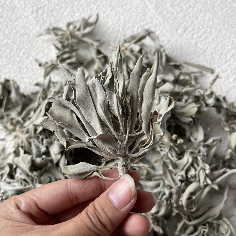 Lá Xô thơm trắng (white sage) thanh tẩy không gian, xông nhà, phong thủy, bài tarot, reiki, healing,thiền định