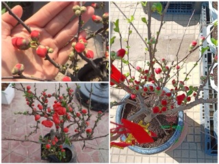 Hạt giống hoa Mai đỏ