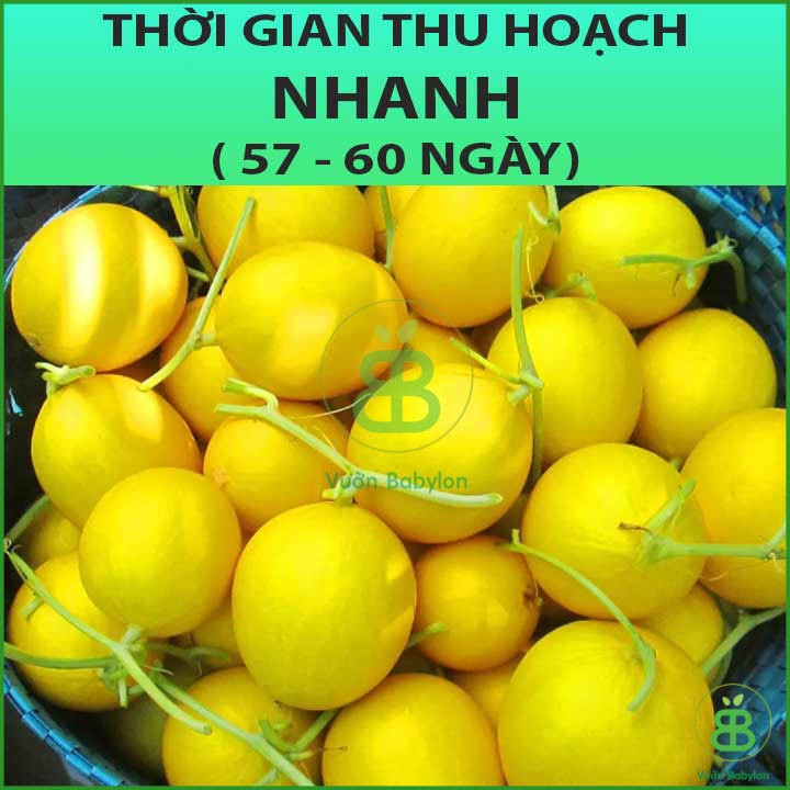 Hạt Giống Dưa Lê Siêu Trái, Siêu Ngọt