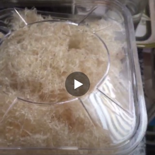 50 gram Yến chân làm sạch lông nguyên chất