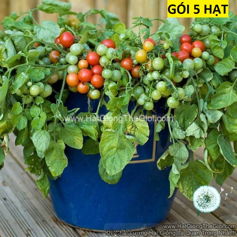 5h Hạt Giống Cà Chua Cherry Lùn Đỏ F1 TG224 (A3.101| C4*W62)