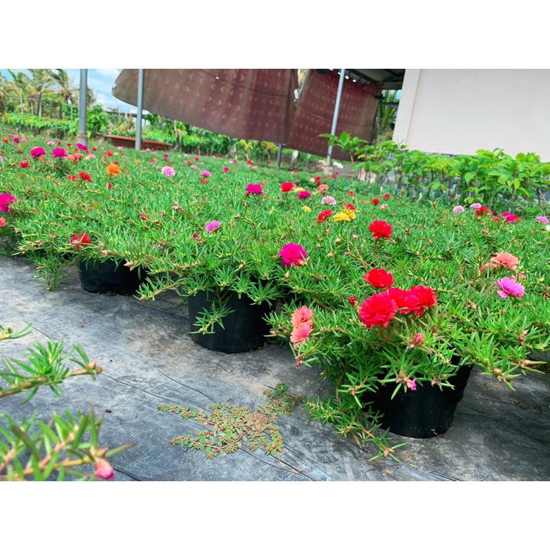 Hoa Mười Giờ Thái Kép Mix Màu🌸🌸