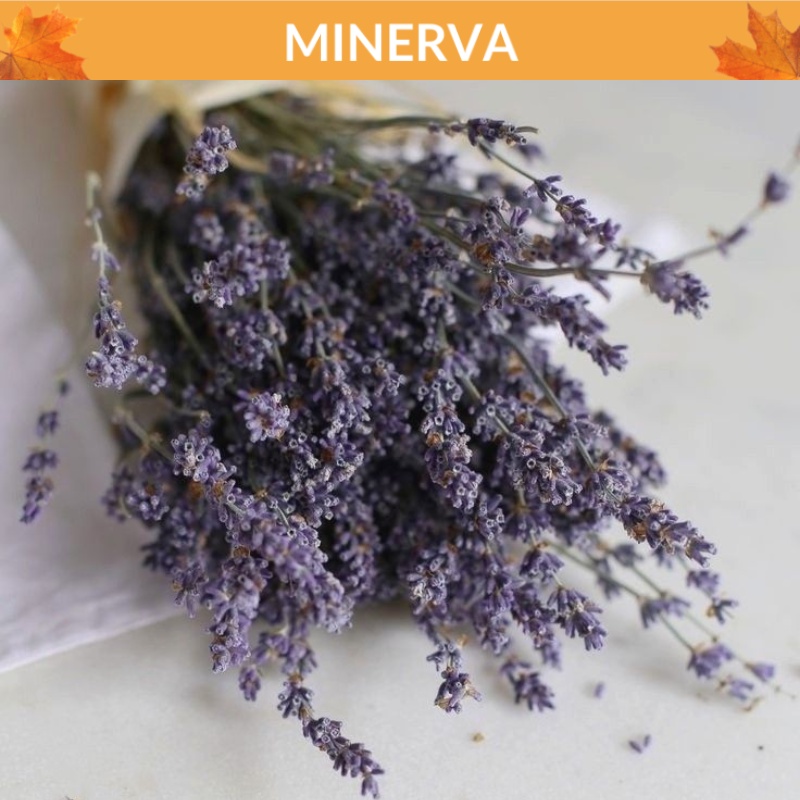 100 cành hoa LAVENDER khô decor, trang trí nhà cửa, phụ kiện chụp ảnh