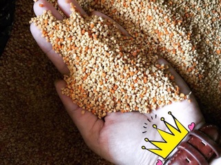 Phấn hoa cà phê, Đặc Sản Ngon Lạ Đà Lạt