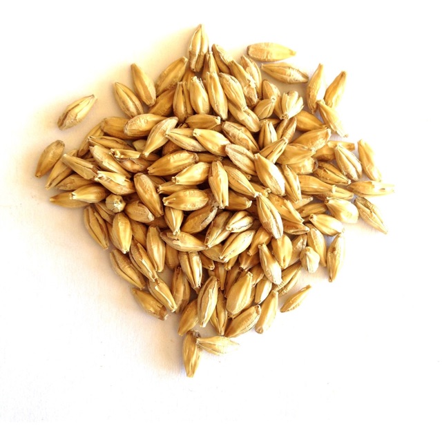 4kg hạt đại mạch (Barley Seed) dinh dưỡng cho Pet.